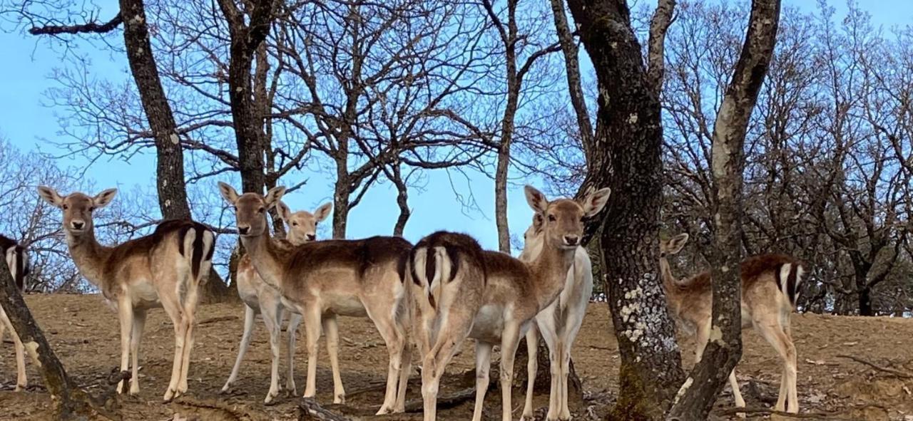 Bourazani Wild Life Resort Коніца Екстер'єр фото