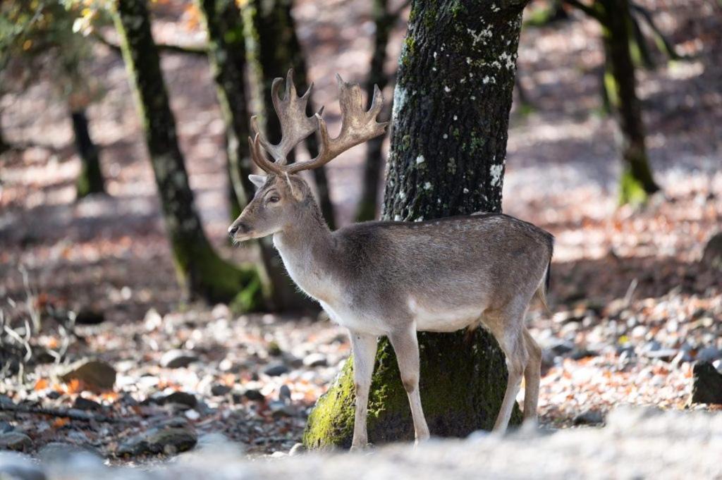 Bourazani Wild Life Resort Коніца Екстер'єр фото