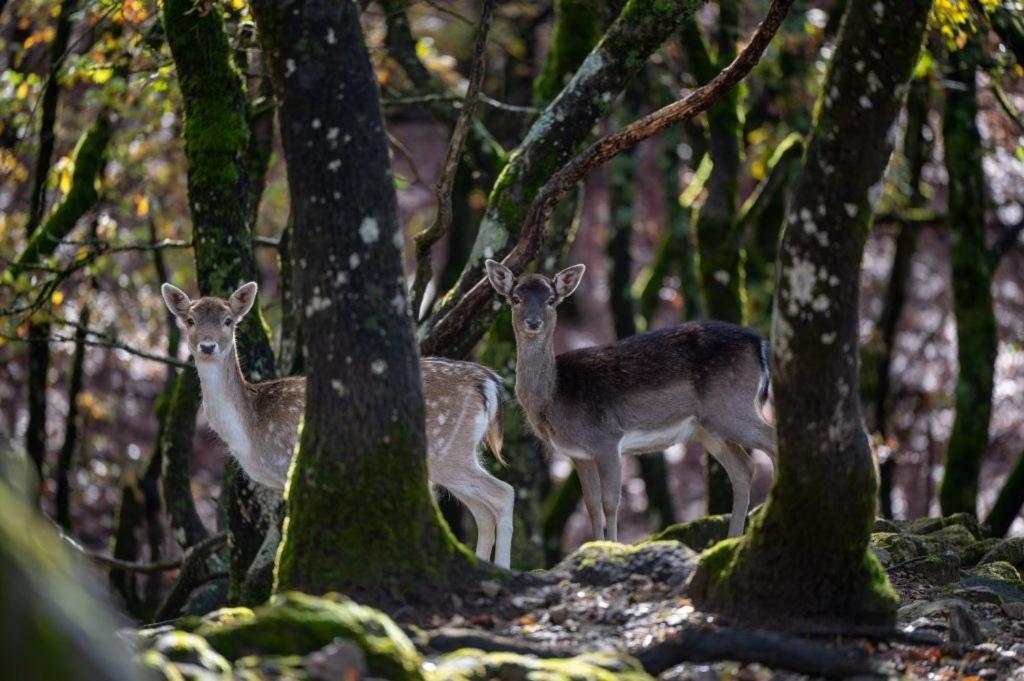 Bourazani Wild Life Resort Коніца Екстер'єр фото