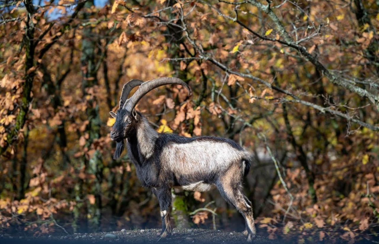 Bourazani Wild Life Resort Коніца Екстер'єр фото